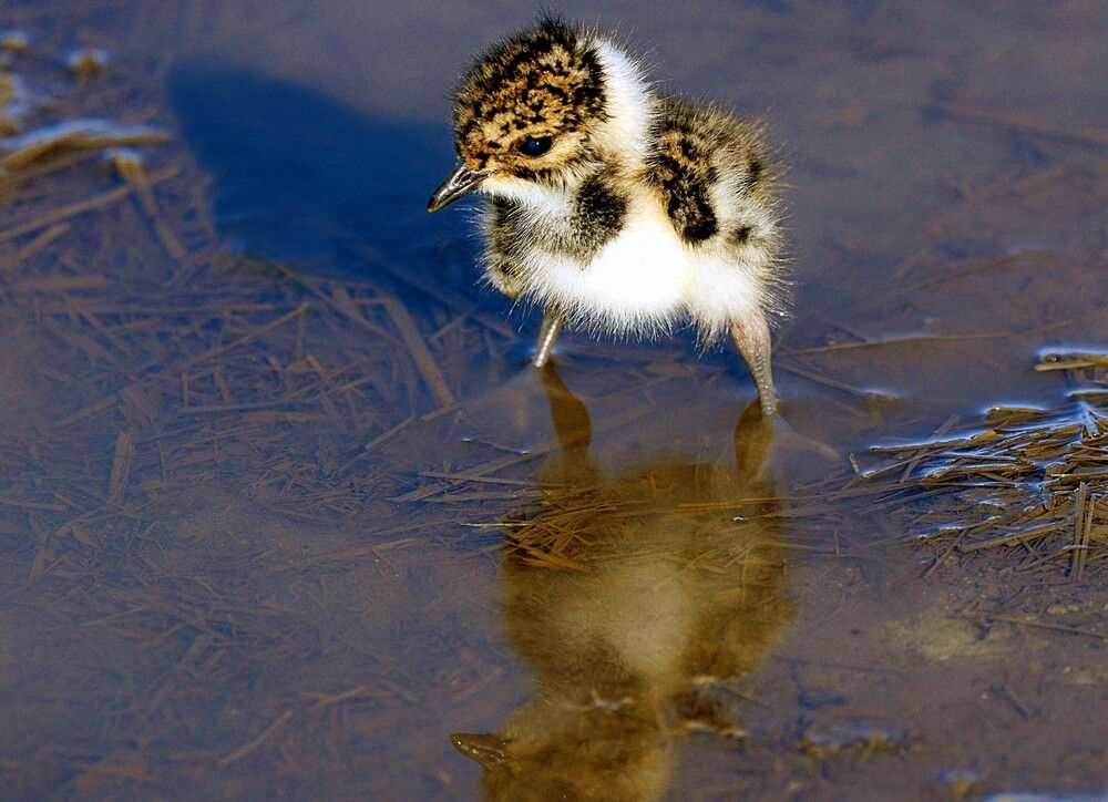 А мне море по колено!