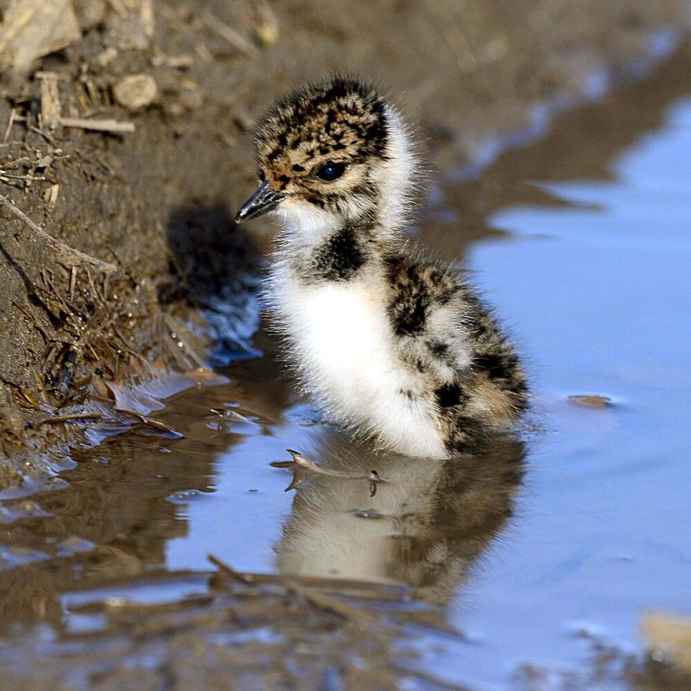 А мне море по колено!