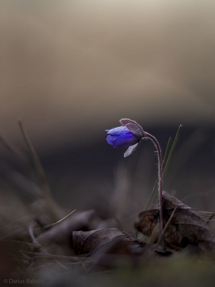Печёночница благородная