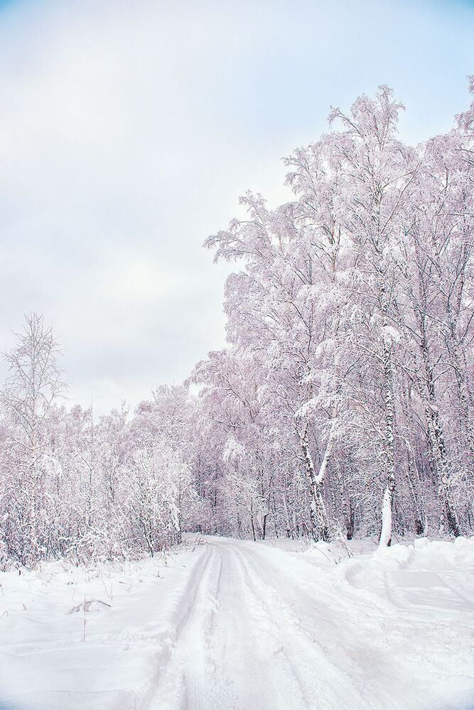 Природа под снегом