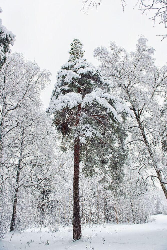 Природа под снегом