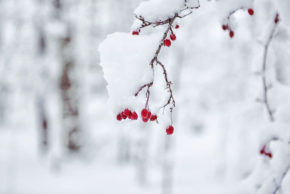Природа под снегом