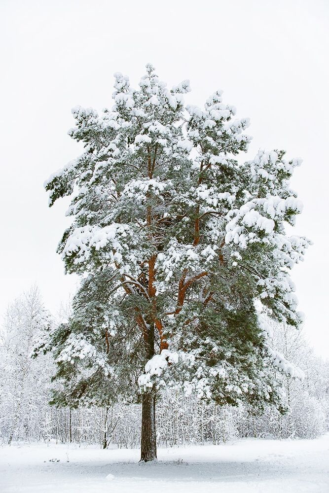 Природа под снегом