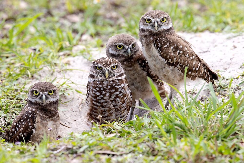 Family Owls - Кроличий сыч