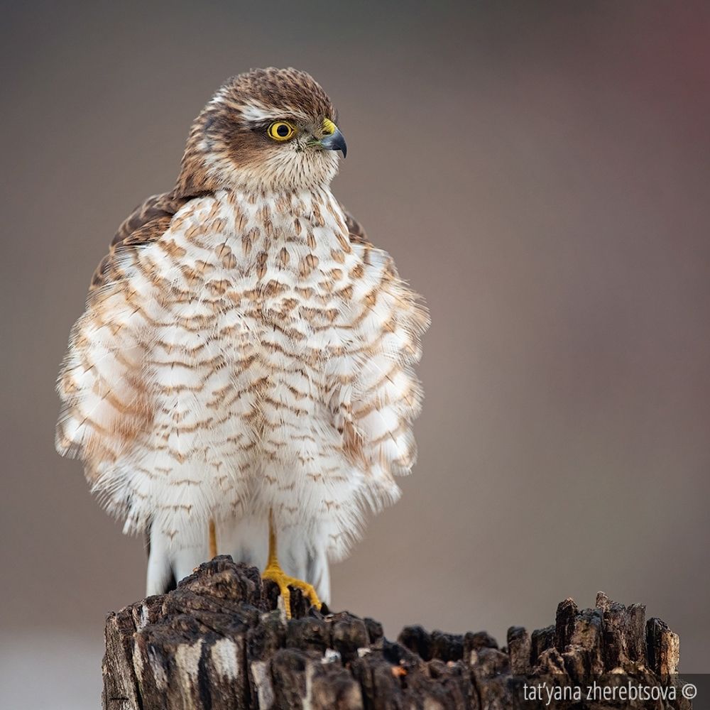 Sparrowhawk