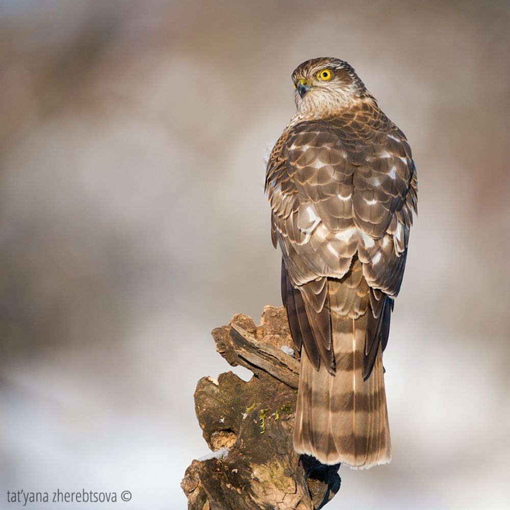 Sparrowhawk