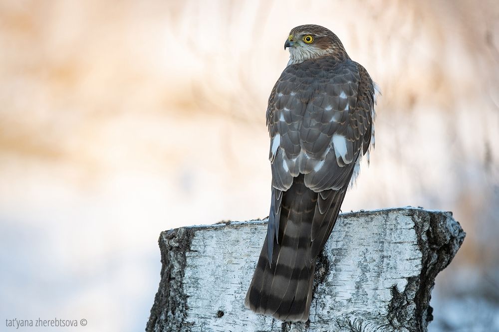 Sparrowhawk