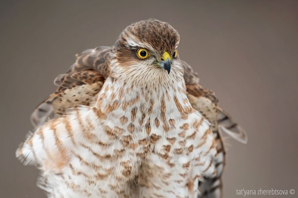 Sparrowhawk