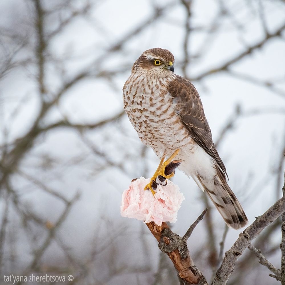 Sparrowhawk