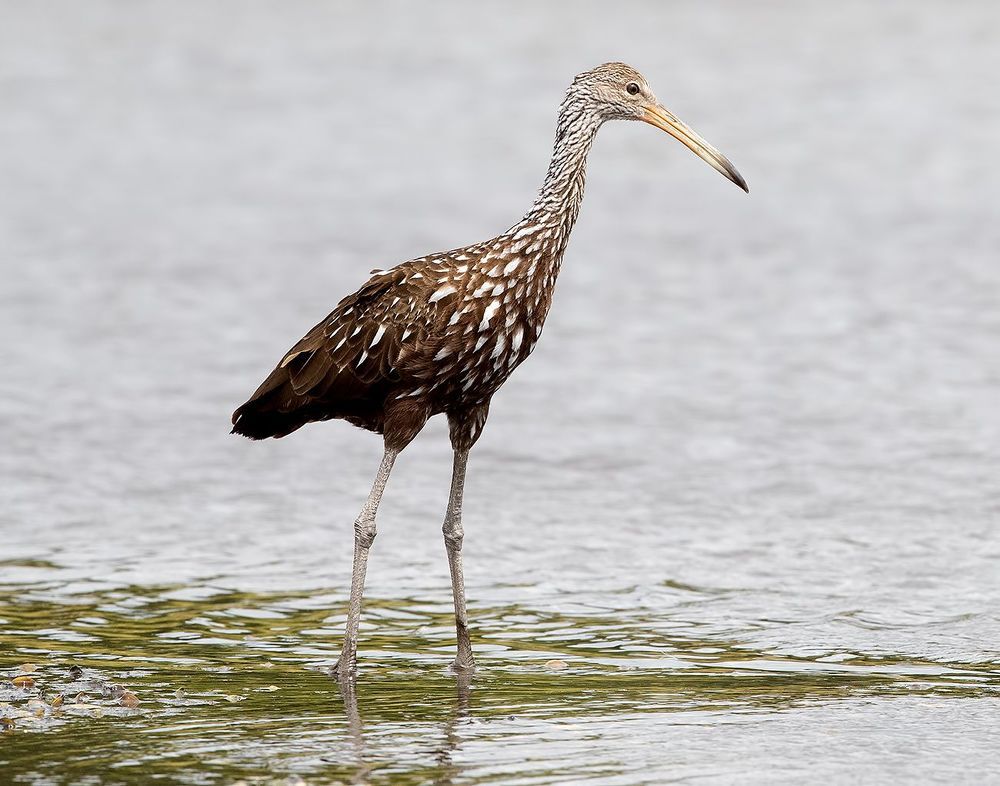 Limpkin - Арама, или пастушковый журавль