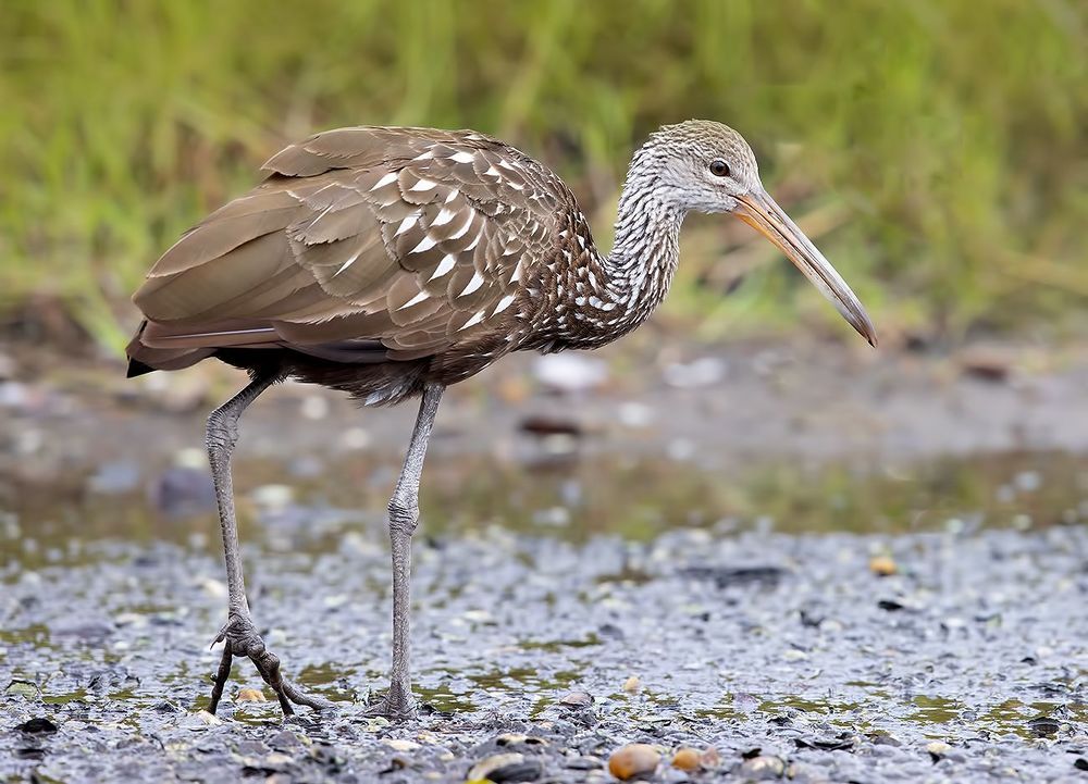 Limpkin - Арама, или пастушковый журавль