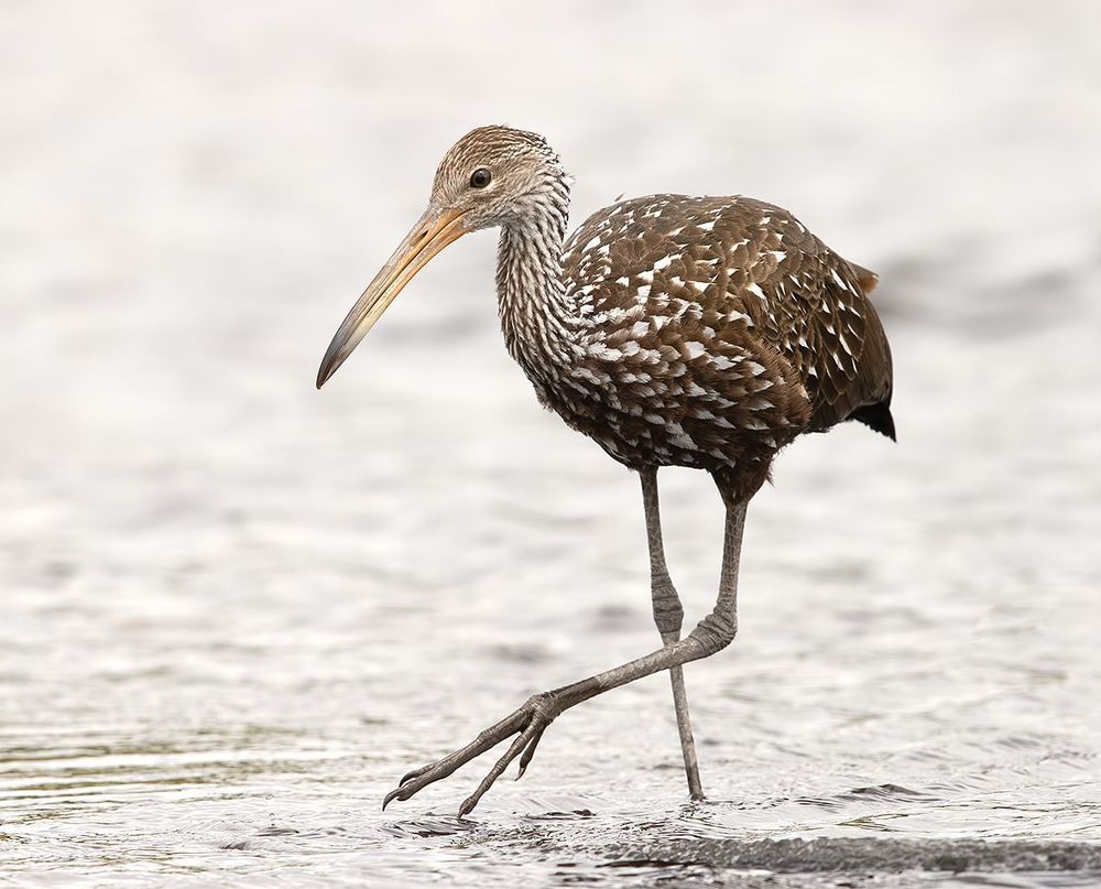 Limpkin - Арама, или пастушковый журавль