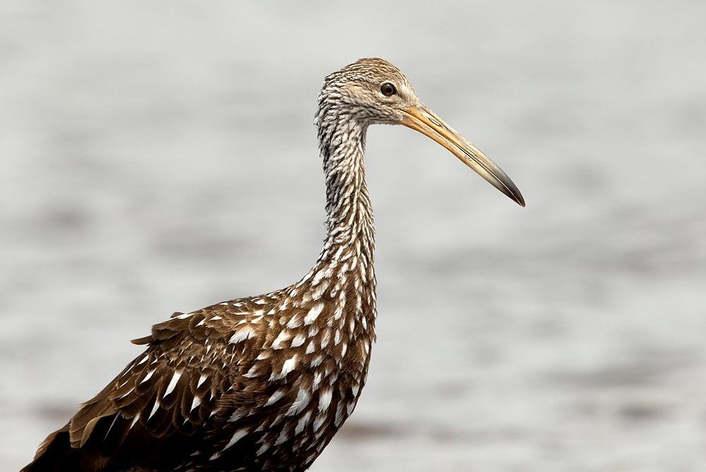 Limpkin - Арама, или пастушковый журавль