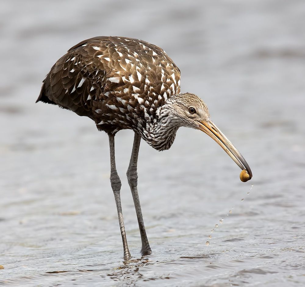 Limpkin - Арама, или пастушковый журавль