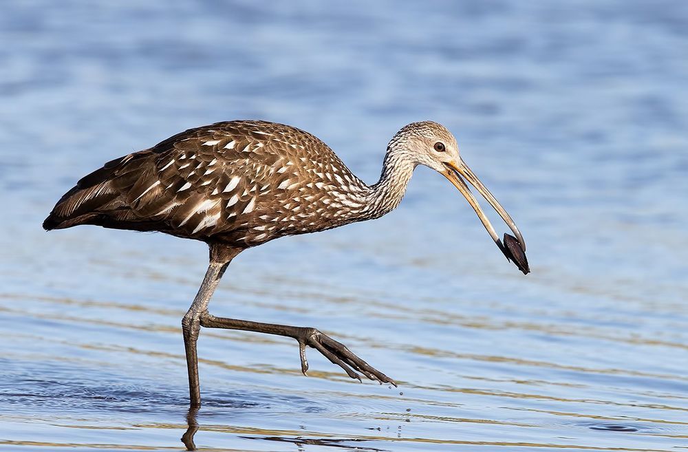 Limpkin - Арама, или пастушковый журавль