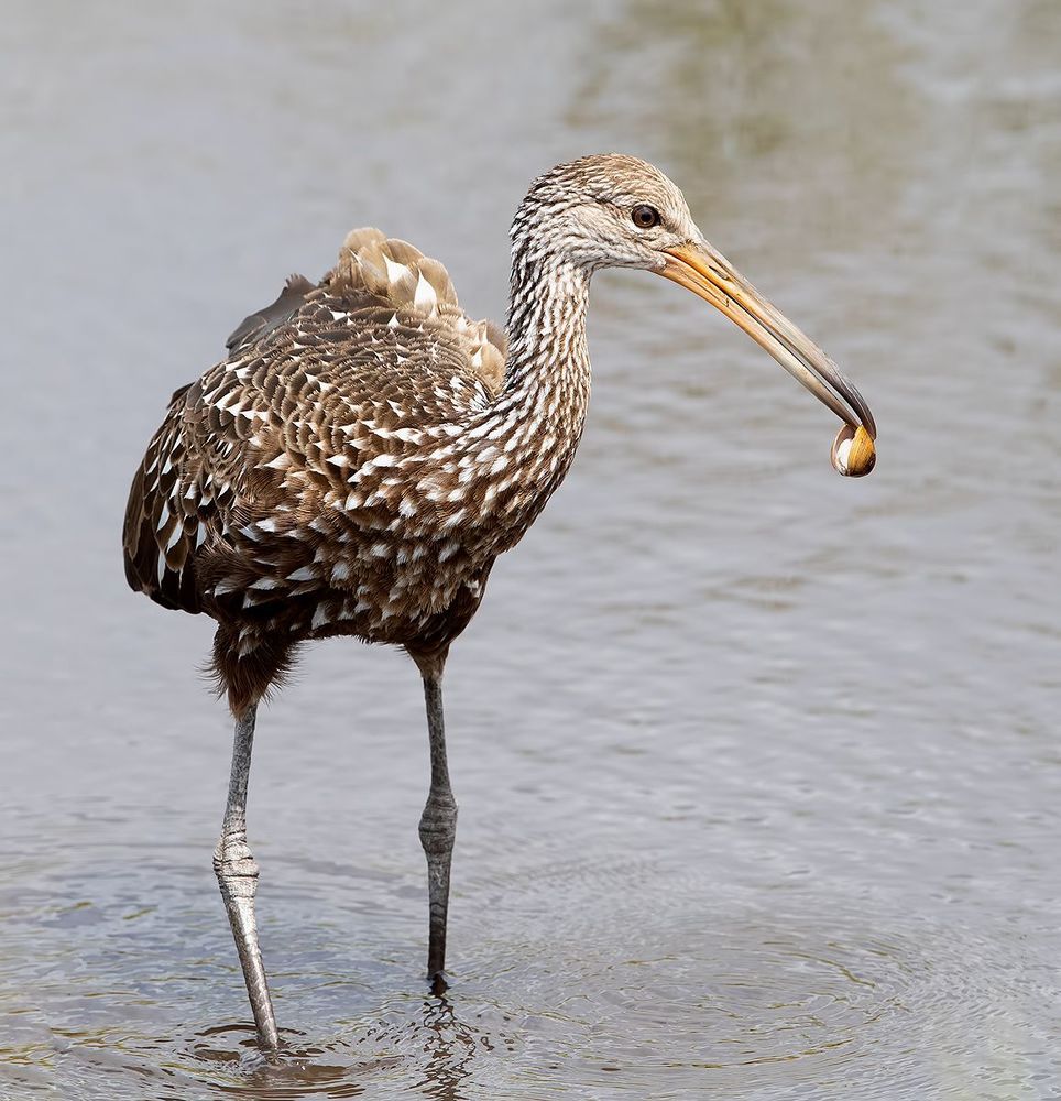 Limpkin - Арама, или пастушковый журавль