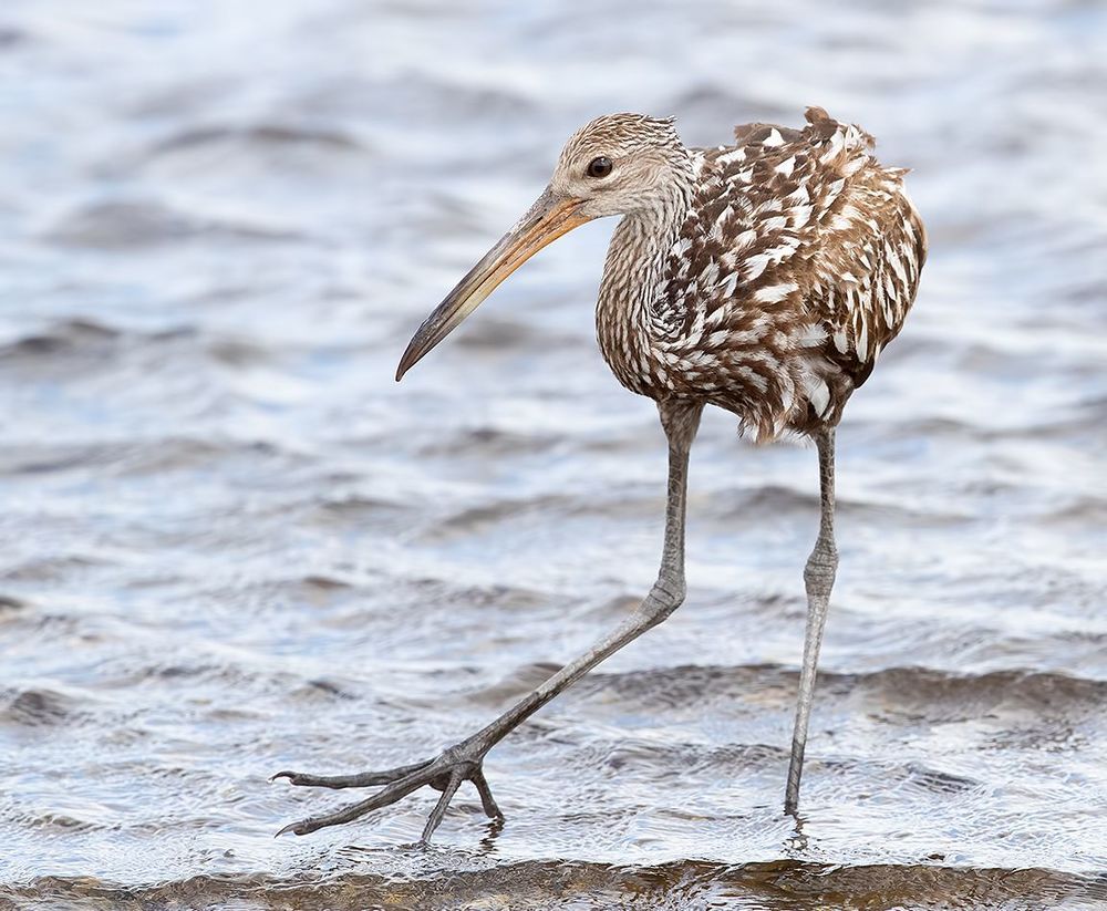 Limpkin - Арама, или пастушковый журавль