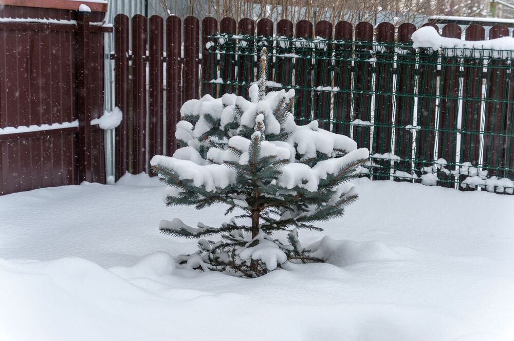 Дачные зарисовки