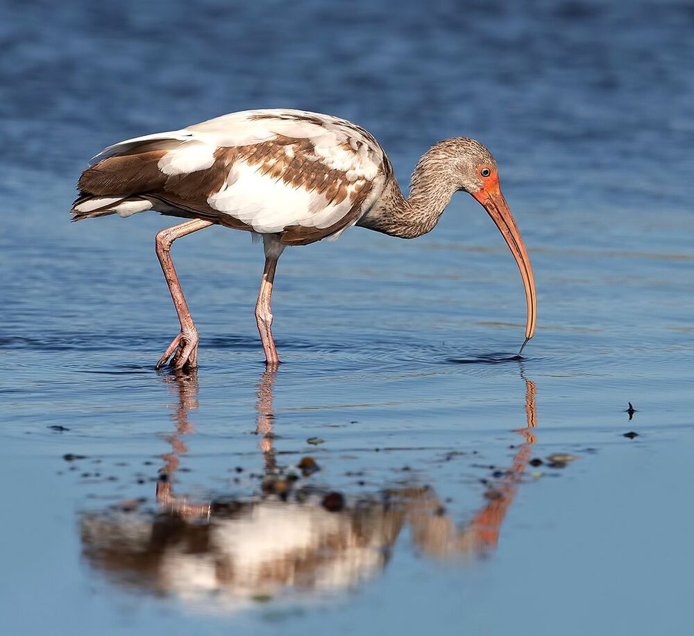 Juvenile White Ibis - Молодой белый Ибис