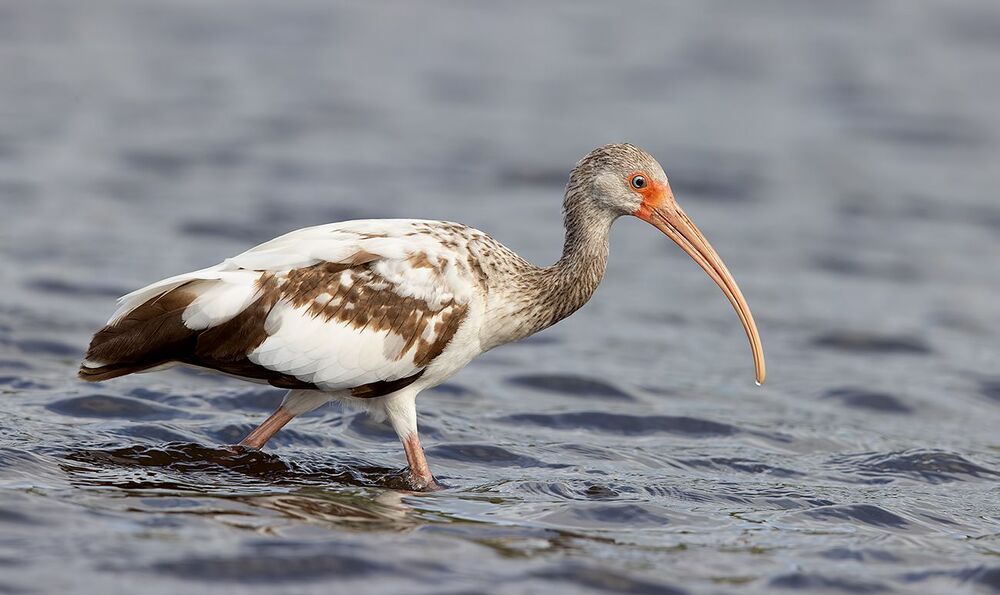 Juvenile White Ibis - Молодой белый Ибис