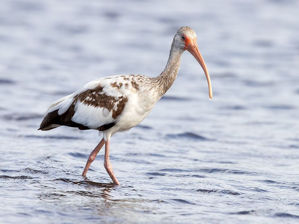 Juvenile White Ibis - Молодой белый Ибис
