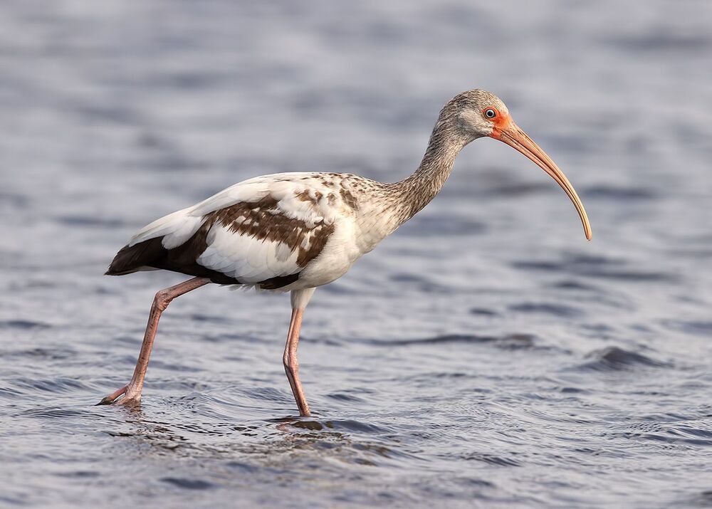 Juvenile White Ibis - Молодой белый Ибис