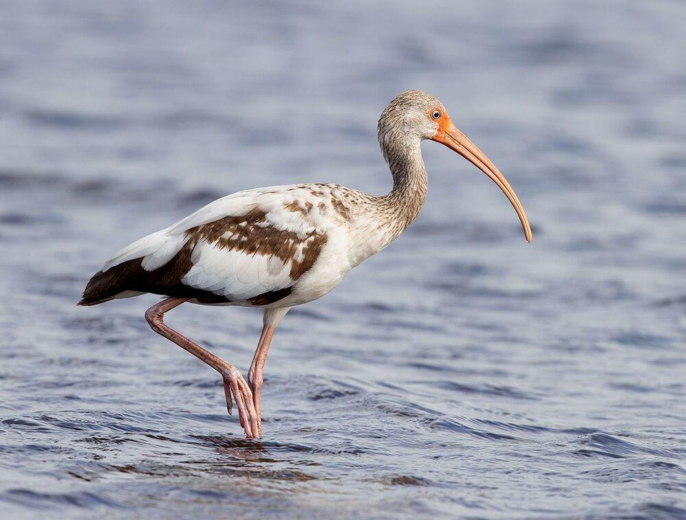 Juvenile White Ibis - Молодой белый Ибис