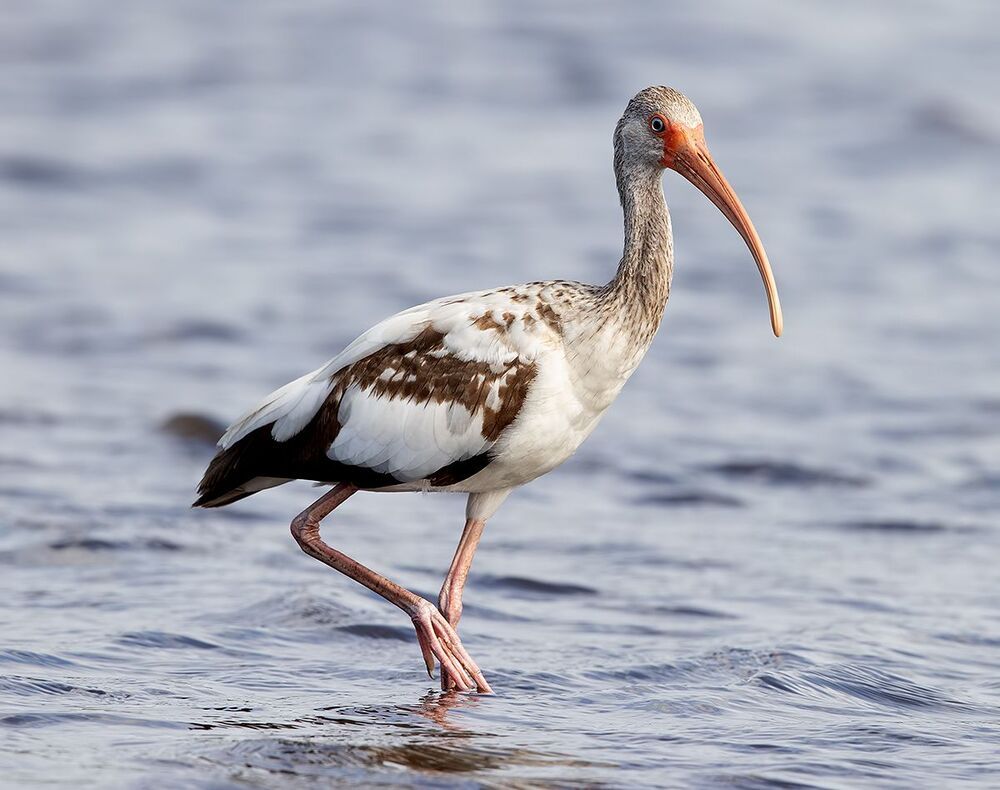 Juvenile White Ibis - Молодой белый Ибис