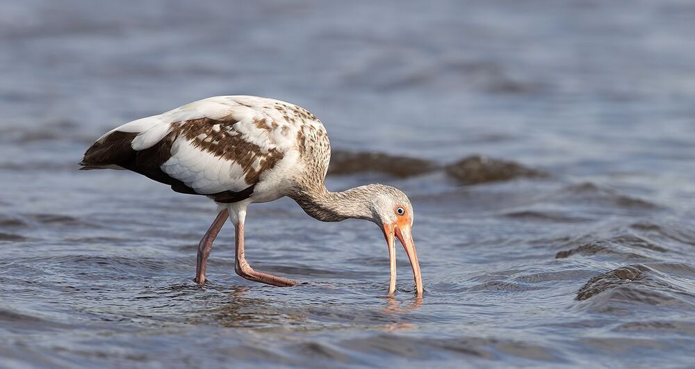 Juvenile White Ibis - Молодой белый Ибис