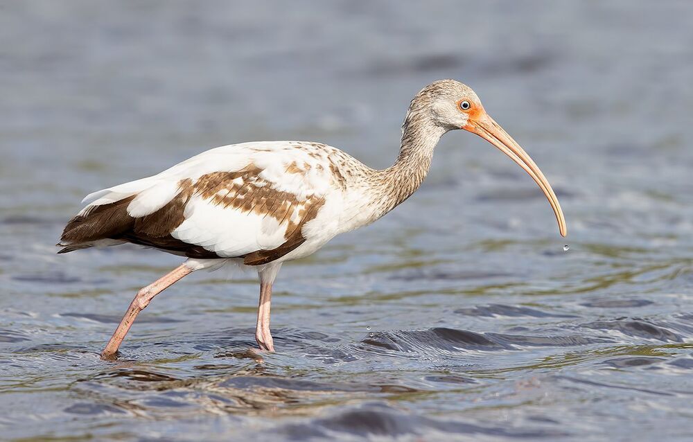 Juvenile White Ibis - Молодой белый Ибис