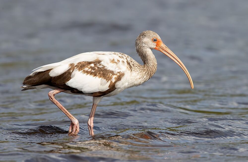 Juvenile White Ibis - Молодой белый Ибис