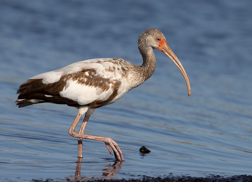 Juvenile White Ibis - Молодой белый Ибис