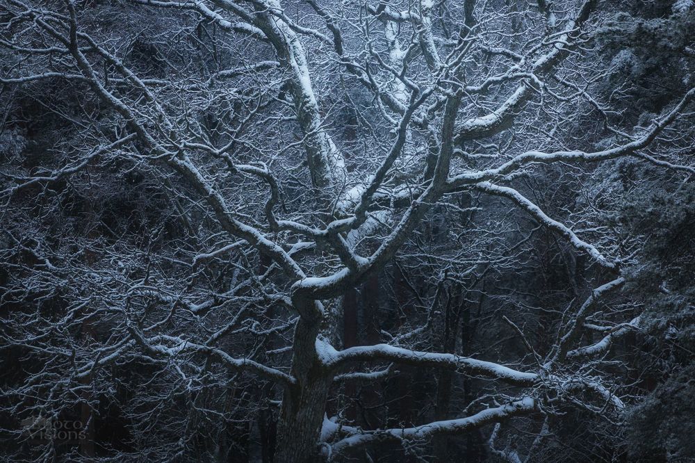 Winter Oaks