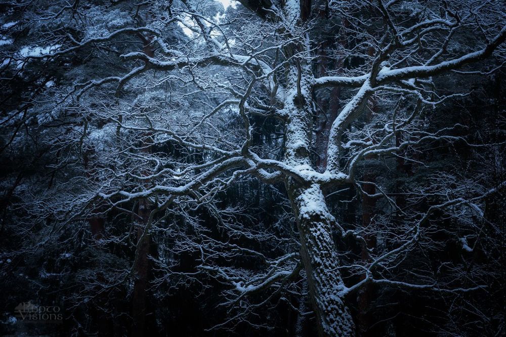 Winter Oaks