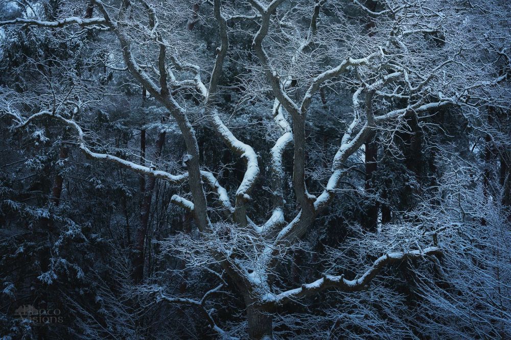 Winter Oaks