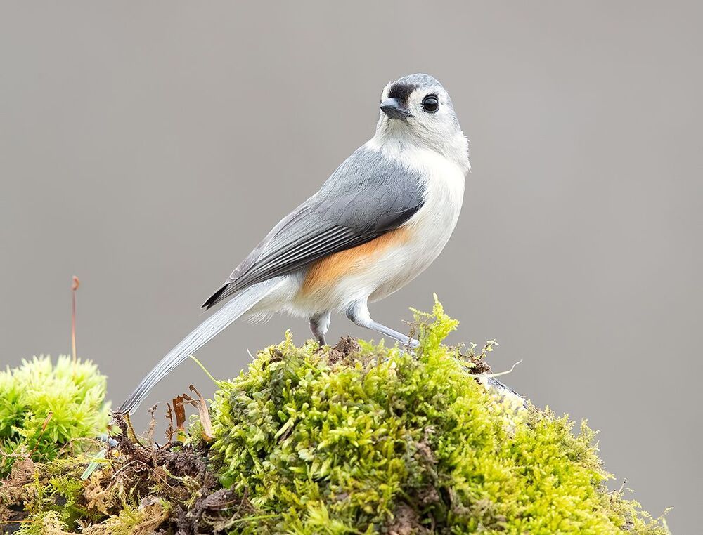 Tufted Titmouse -Острохохлая синица