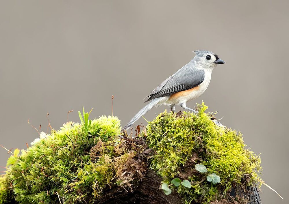 Tufted Titmouse -Острохохлая синица