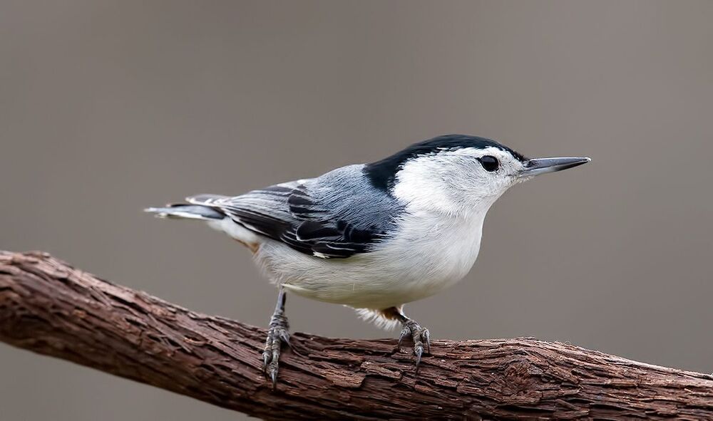 White-breasted Nuthatch - Каролинский поползень