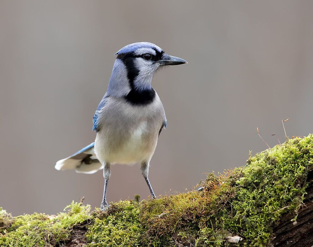 Blue Jay - Голубая сойка