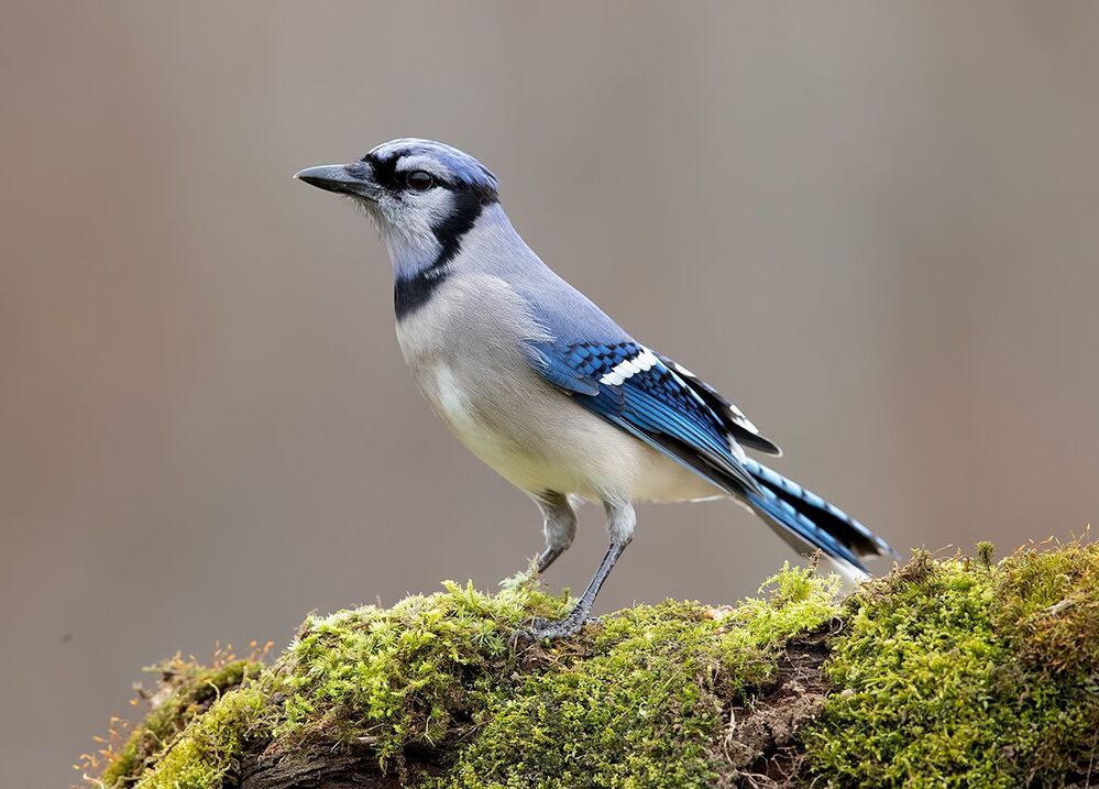 Blue Jay - Голубая сойка