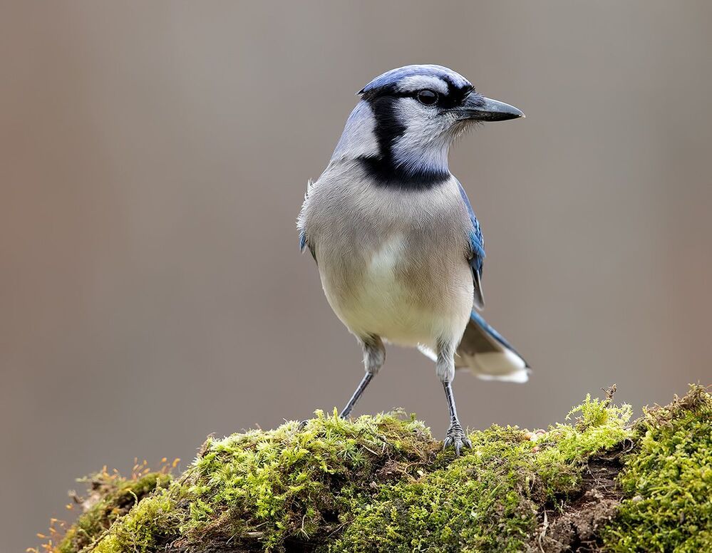 Blue Jay - Голубая сойка