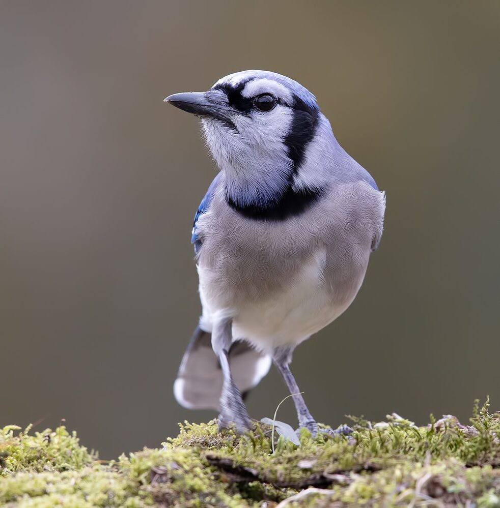 Blue Jay - Голубая сойка
