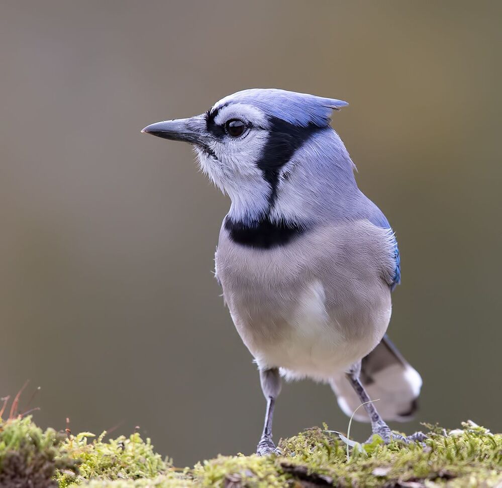 Blue Jay - Голубая сойка