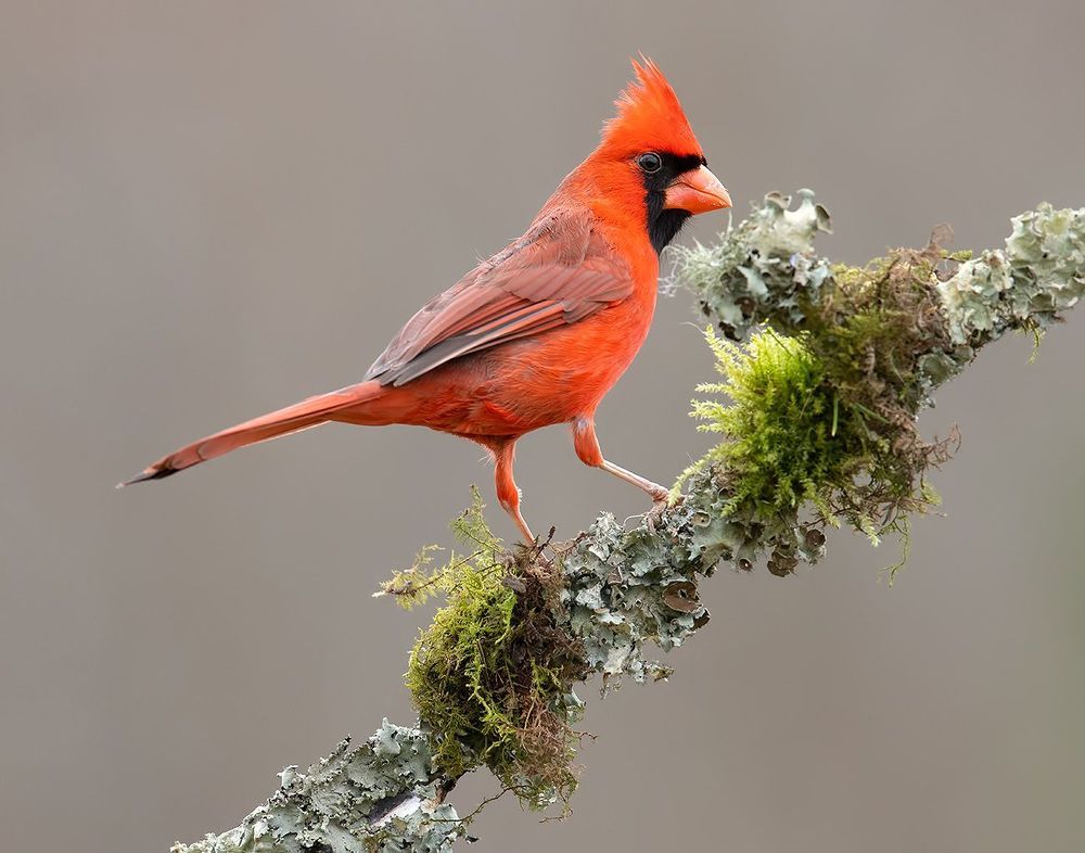 Northern Cardinal couple - Красный кардинал самец и самка