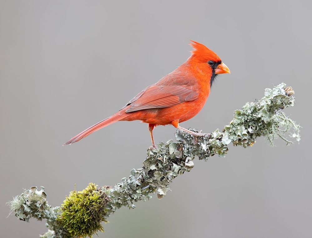 Northern Cardinal couple - Красный кардинал самец и самка