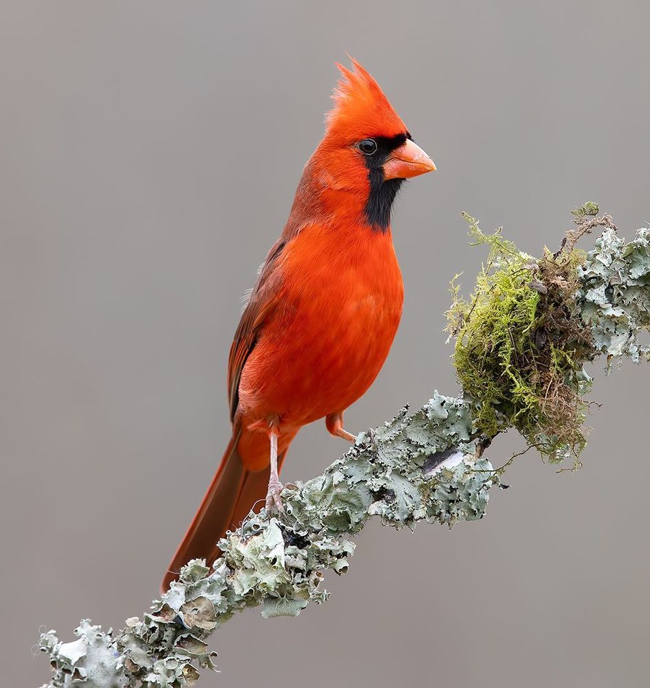 Northern Cardinal couple - Красный кардинал самец и самка