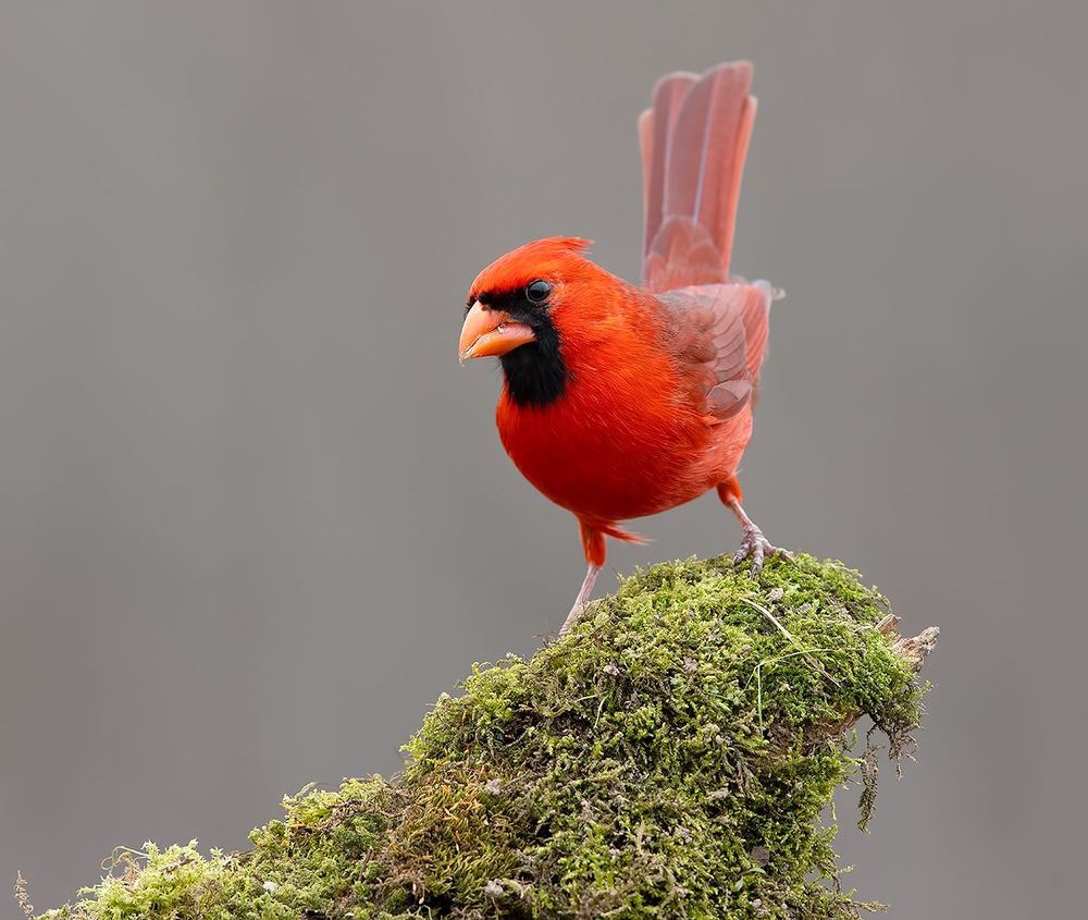 Northern Cardinal couple - Красный кардинал самец и самка