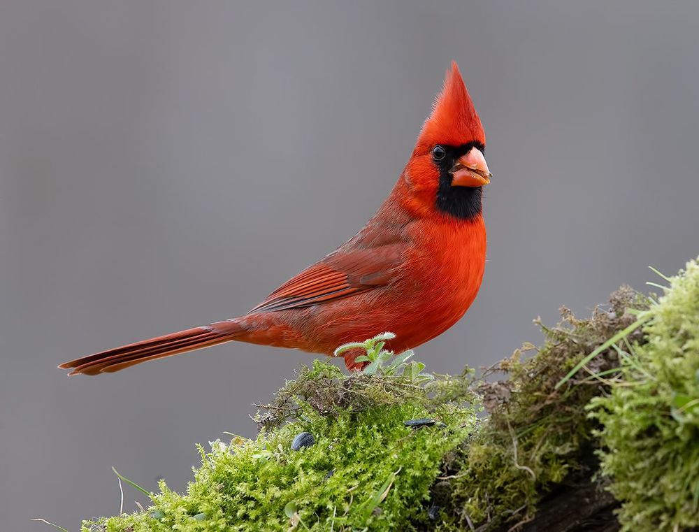 Northern Cardinal couple - Красный кардинал самец и самка
