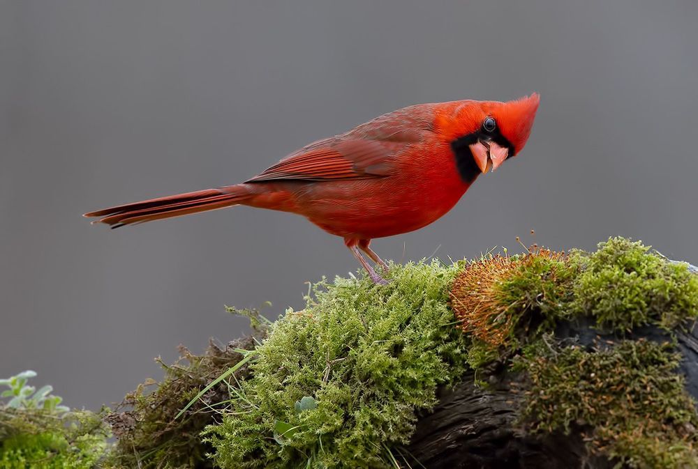Northern Cardinal couple - Красный кардинал самец и самка