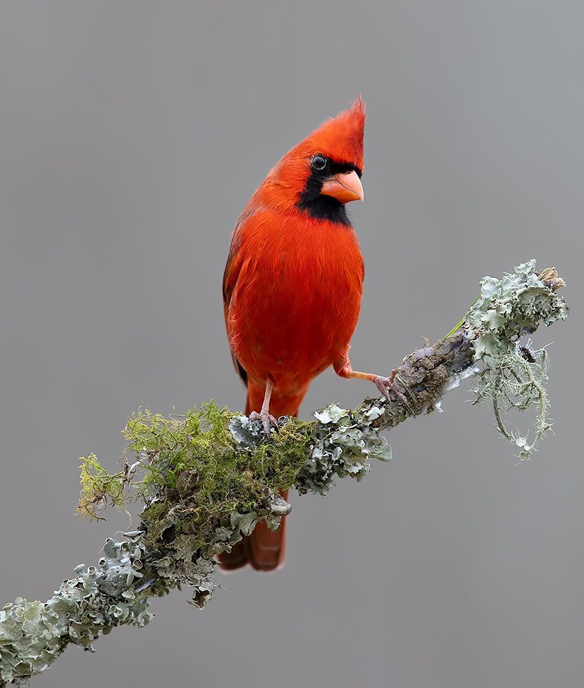 Northern Cardinal couple - Красный кардинал самец и самка